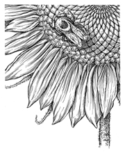 pen&ink sunflower