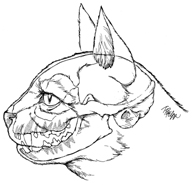 pen&ink feline head with dentition